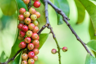 Taze antidesma thwaitesianum meyve. Yeşil taze kırmızı dut 