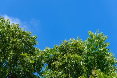 Neem ağacı veya mavi gökyüzü arka plan ile Azadirachta Indica.