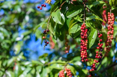 Taze antidesma thwaitesianum meyve. Yeşil taze kırmızı dut 