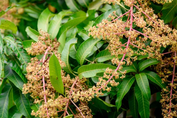 Mango çiçek bir gruptaki önümüzdeki m dalı yakın çekim