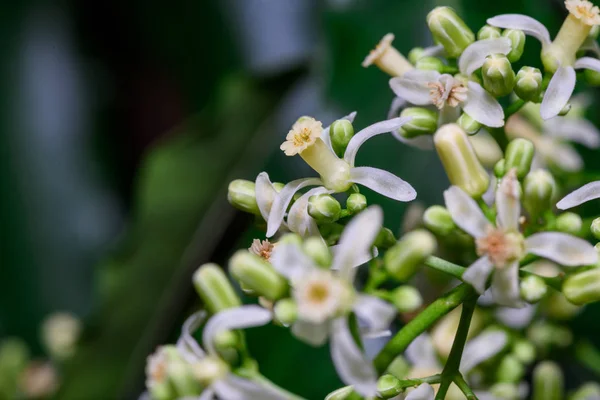 Nahaufnahme von Neemblumen oder Azadirachta Indica-Blüten. ein Zweig lizenzfreie Stockfotos