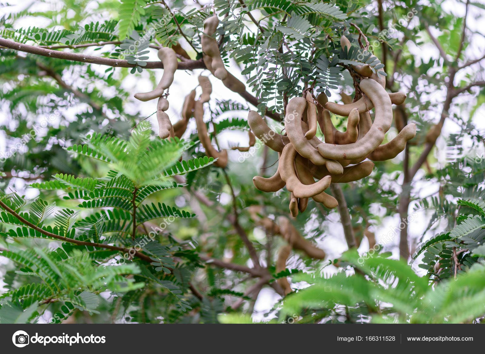 Fresh Tamarind On Tamarind Tree Stock Photo Image By C Montri1234 Fresh Tamarind On Tamarind Tree Stock Photo Image By C Montri1234