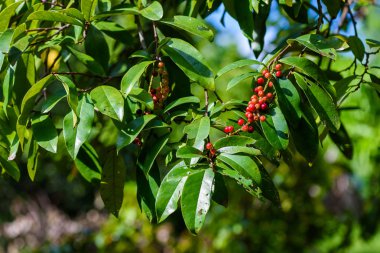 Taze antidesma thwaitesianum meyve. Yeşil taze kırmızı dut 