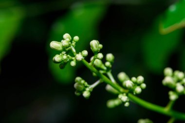 Neem çiçek veya Azadirachta indica çiçek kapatın. Bir şube