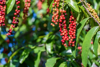 Taze antidesma thwaitesianum meyve. Yeşil taze kırmızı dut 