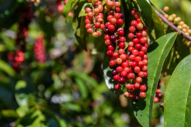 Taze antidesma thwaitesianum meyve. Yeşil taze kırmızı dut 