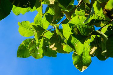 Yeşil tik yaprakları ve mavi gökyüzü arka plan ve doku.