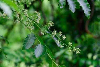 Neem çiçek veya Azadirachta indica çiçek kapatın. Bir şube