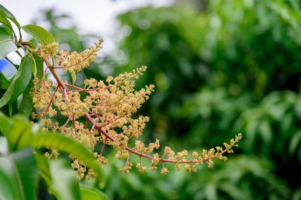 农场芒果花的关闭, 花序的一根枝条 — 图库照片