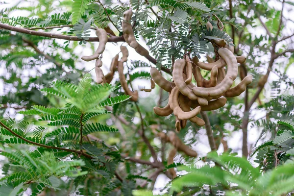 Frische Tamarinde auf Tamarindenbaum. Stockbild