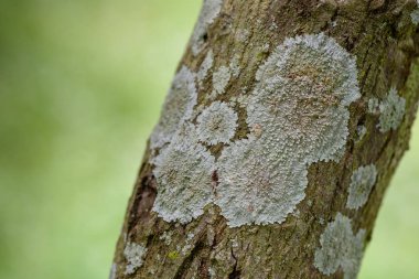 Dalda liken yakın çekim.