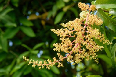 Mango çiçek bir gruptaki önümüzdeki m dalı yakın çekim