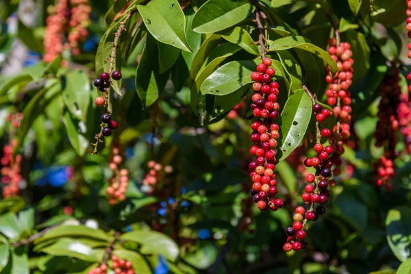 Свежие фрукты против десмы туэйтесианум. Красная ягода с зеленью — стоковое фото