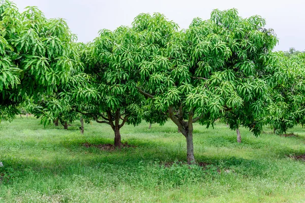 Mangobaum auf Bauernhof. Stockbild