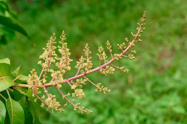 Mango çiçek bir gruptaki önümüzdeki m dalı yakın çekim