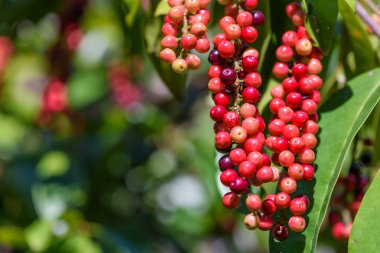 Taze antidesma thwaitesianum meyve. Yeşil taze kırmızı dut 