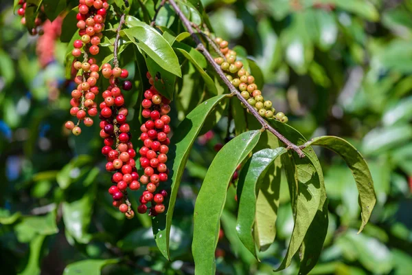 Frische Früchte von Antidesma thwaitesianum. frische rote Beeren mit grünen lizenzfreie Stockbilder