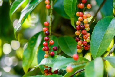 Taze antidesma thwaitesianum meyve. Yeşil taze kırmızı dut 