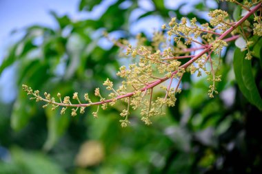 Mango çiçek bir gruptaki önümüzdeki m dalı yakın çekim