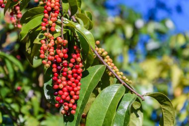 Taze antidesma thwaitesianum meyve. Yeşil taze kırmızı dut 