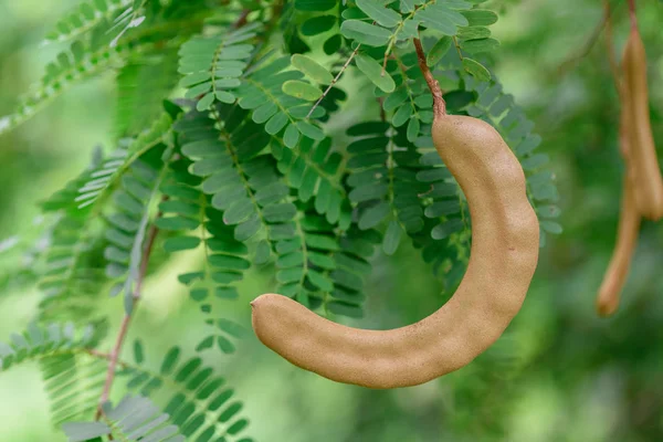 Fresh Tamarind on Tamarind tree.