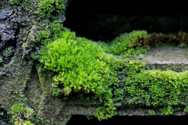 Eski bir taş duvar üzerinde parlak bir yeşil yosun fotoğraf. Doku veya ba