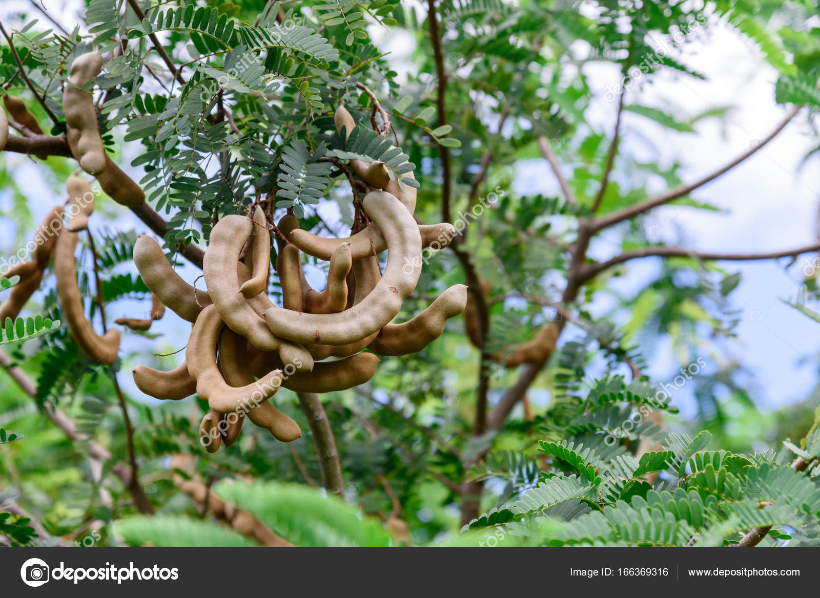 Fresh Tamarind On Tamarind Tree Stock Photo Image By C Montri1234 Fresh Tamarind On Tamarind Tree Stock Photo Image By C Montri1234