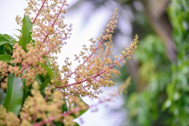 Mango çiçek bir gruptaki önümüzdeki m dalı yakın çekim