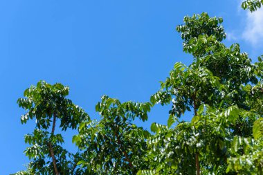 Neem ağacı veya mavi gökyüzü arka plan ile Azadirachta Indica.