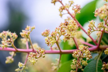 Mango çiçek bir gruptaki önümüzdeki m dalı yakın çekim