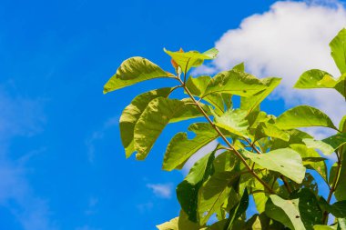 Yeşil tik yaprakları ve mavi gökyüzü arka plan ve doku.