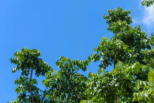 Neem ağacı veya mavi gökyüzü arka plan ile Azadirachta Indica.