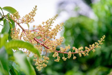Mango çiçek bir gruptaki önümüzdeki m dalı yakın çekim