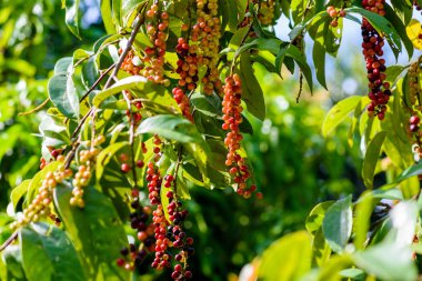 Taze antidesma thwaitesianum meyve. Yeşil taze kırmızı dut 