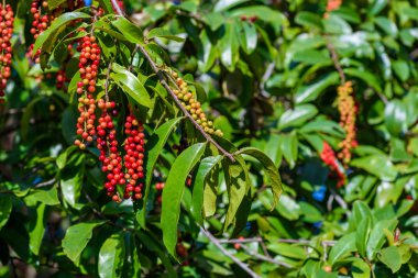 Taze antidesma thwaitesianum meyve. Yeşil taze kırmızı dut 