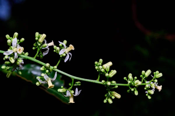 Primer plano de las flores de Neem o Azadirachta indica. Una rama — Foto de Stock