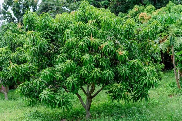 Манговое дерево на ферме . — стоковое фото