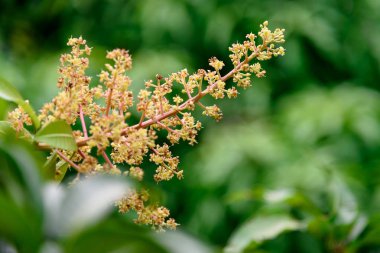 Mango çiçek bir gruptaki önümüzdeki m dalı yakın çekim