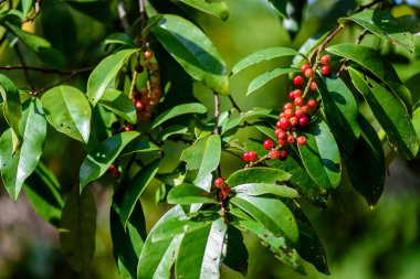 Taze antidesma thwaitesianum meyve. Yeşil taze kırmızı dut 