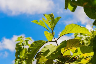 Yeşil tik yaprakları ve mavi gökyüzü arka plan ve doku.