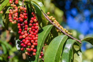Taze antidesma thwaitesianum meyve. Yeşil taze kırmızı dut 