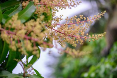 Mango çiçek bir gruptaki önümüzdeki m dalı yakın çekim