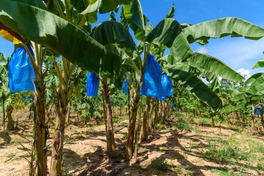 Muz Çiftlik mavi gökyüzü ile.