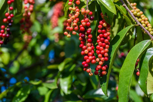 Taze antidesma thwaitesianum meyve. Yeşil taze kırmızı dut 