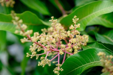Mango çiçek bir gruptaki önümüzdeki m dalı yakın çekim