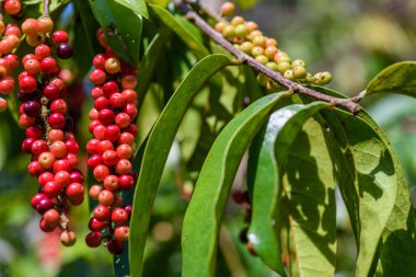 Taze antidesma thwaitesianum meyve. Yeşil taze kırmızı dut 