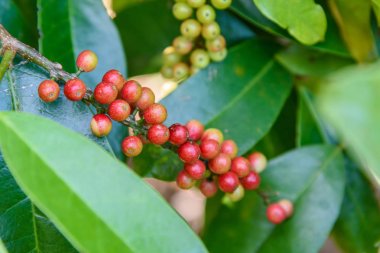 Taze antidesma thwaitesianum meyve. Yeşil taze kırmızı dut 