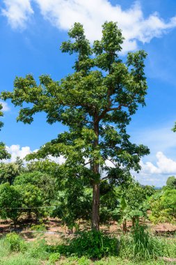 Neem ağacı veya mavi gökyüzü arka plan ile Azadirachta Indica.