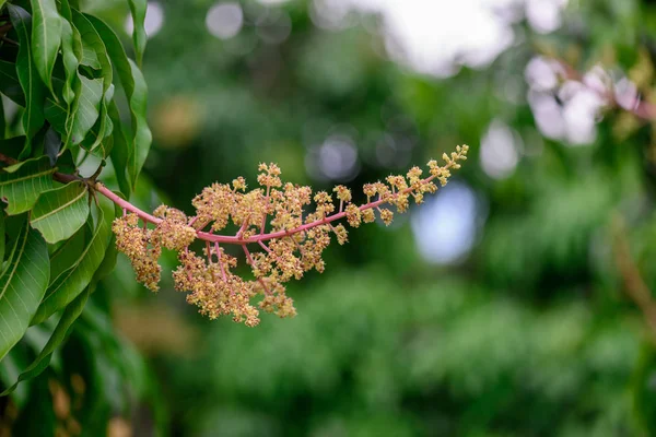 Zbliżenie kwiatów Mango w farmie, oddział kwiatostan m — Zdjęcie stockowe