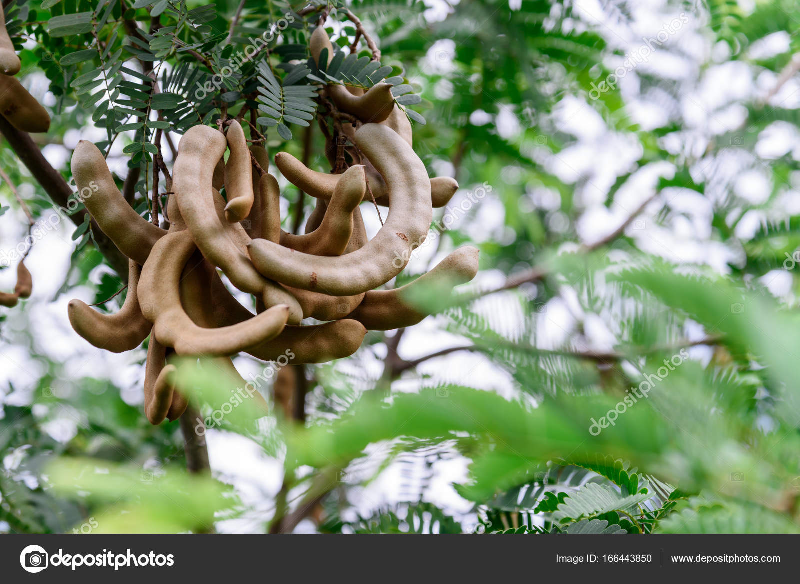 Fresh Tamarind On Tamarind Tree Stock Photo Image By C Montri1234 Fresh Tamarind On Tamarind Tree Stock Photo Image By C Montri1234